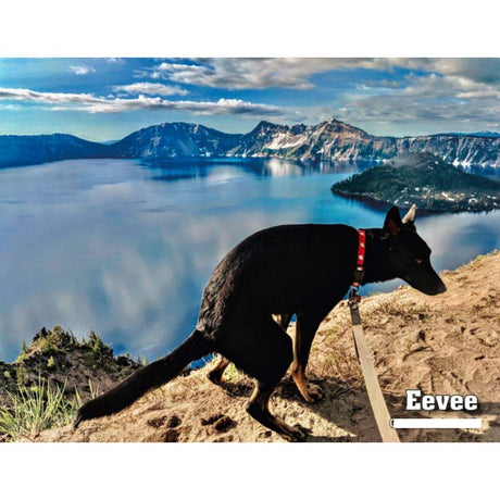 2021 Pooping Pooches Calendar White Elephant Gag Gift Calendar 2021 Calendar Poster Retro Decor Painting - V.I.P Digital Presence