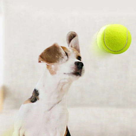 Dog Toy Rubber Elastic Tennis Ball Small and Medium sized Dog Bite Dog Toy - V.I.P Digital Presence