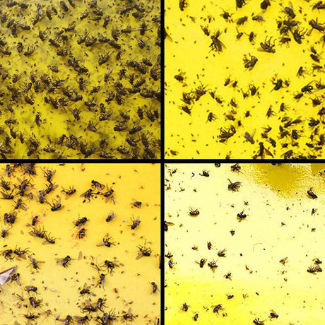 Double sidedStrong Flies Traps Bugs Sticky Board Catching Aphid Insects Killer fly Control Whitefly Thrip Leafminer Glue Sticker - V.I.P Digital Presence