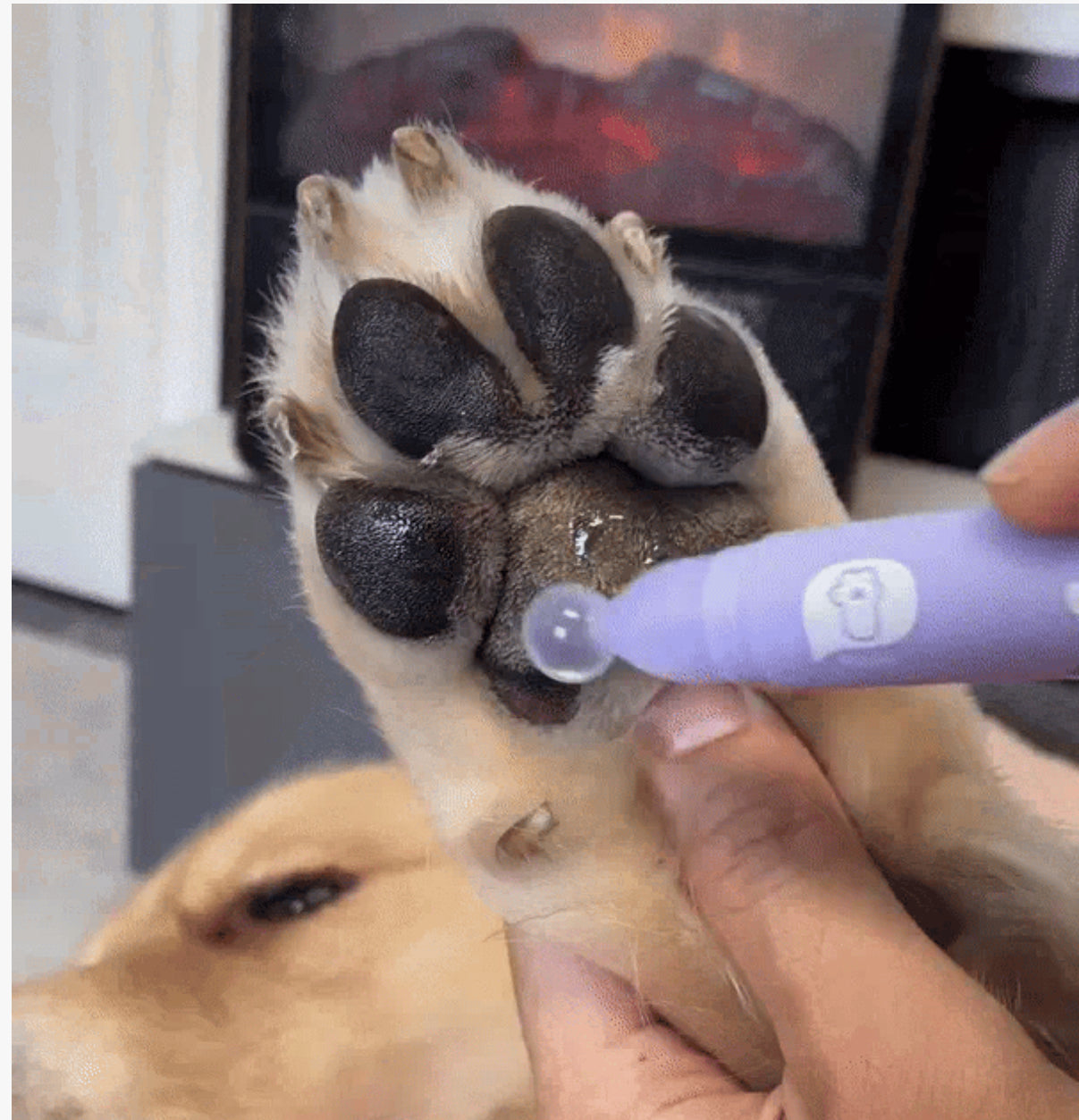 Pet Paw Moistening