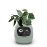 V.I.P DIGITAL PRESENCE Mint green PlantPal Ivy