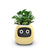 V.I.P DIGITAL PRESENCE Yellow PlantPal Ivy